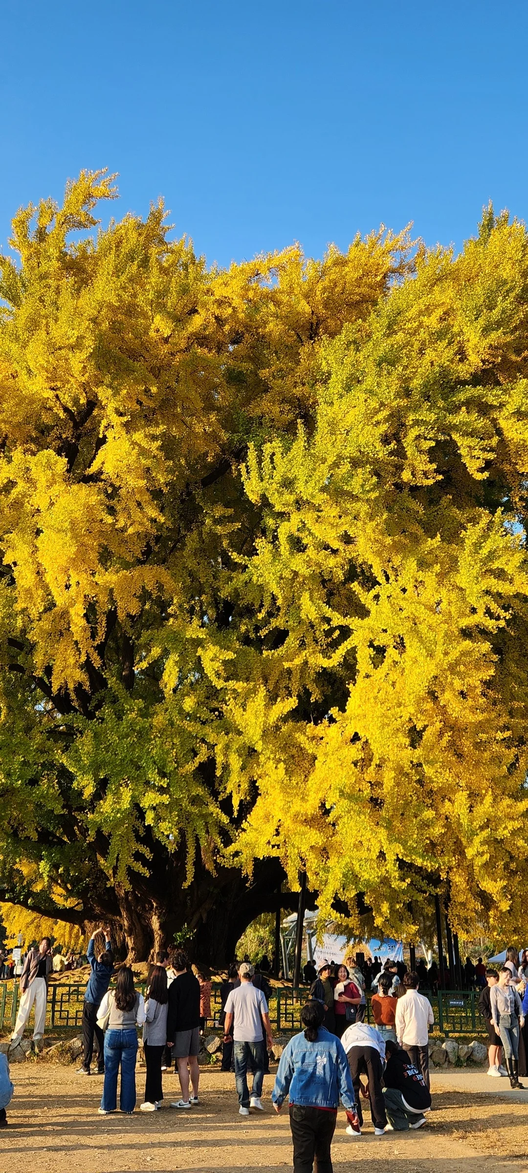 Golden foliage on the ancient Bangye-ri ginkgo tree in Wonju